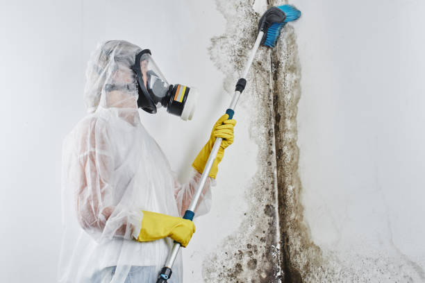 Best Mold Removal Company Near Me  in Collinsvle, IL