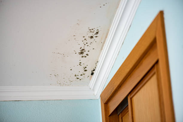 Best Office Mold Removal Services  in Collinsvle, IL