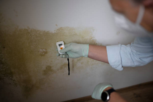 Reliable Collinsville, IL Mold Removal Solutions