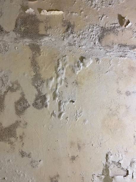 Home Mold Removal in Collinsville, IL