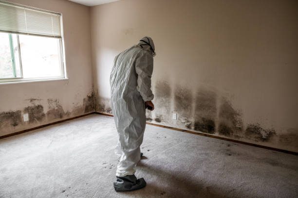 Mold Testing and Removal in Collinsville, IL