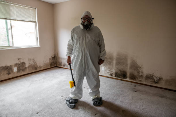 Reliable Collinsville, IL Mold Removal Solutions