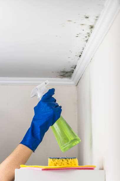 Best Home Mold Removal  in Collinsvle, IL